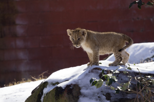 Happy holidays from Zoo Atlanta!