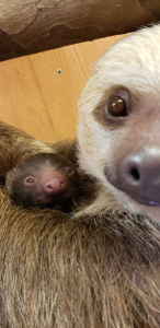 Hope you have a relaxing (and lazy) holiday season! From the sloth family at Zoo Atlanta!