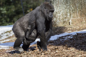 Happy holidays from Andi and Lulu at Zoo Atlanta!