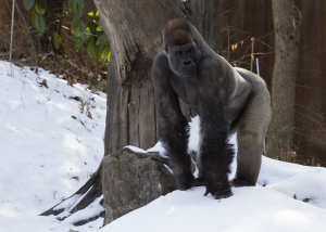 Happy Holidays from Charlie at Zoo Atlanta!