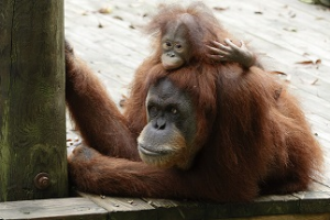 Happy holidays from Keju and Madu at Zoo Atlanta!