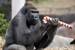 Happy holidays from Charlie at Zoo Atlanta!