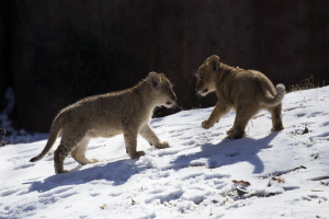 Wishing you Happy Holidays, from Zoo Atlanta!