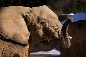 Season&apos;s Greetings from Kelly at Zoo Atlanta!