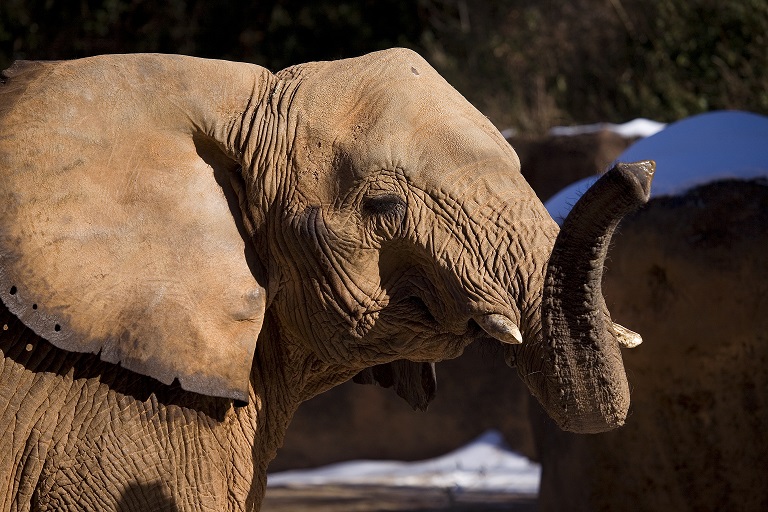 Kelly Elephant in snow