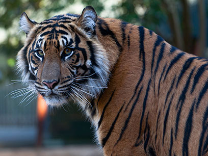 Sohni Tiger